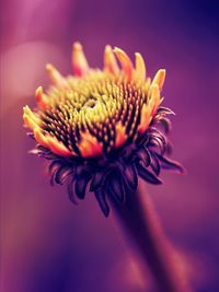 Close-up of wilted flower