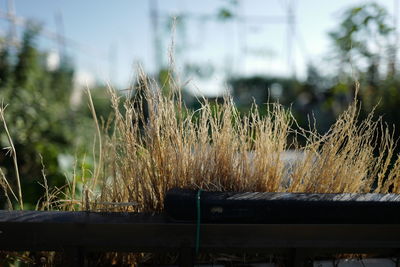 Close-up of plant