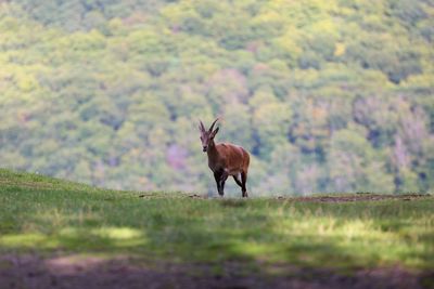 Giraffe standing on field