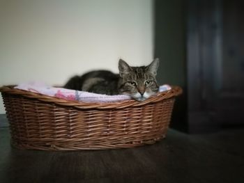 Close-up of kitten in basket