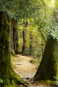 Trees growing in forest