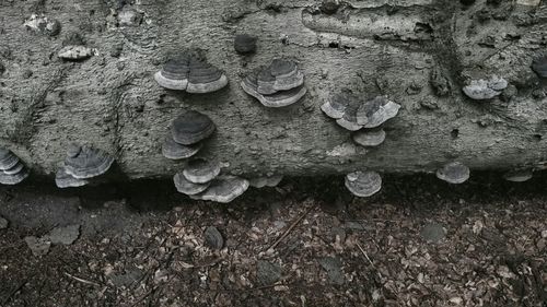 Full frame shot of tiled floor