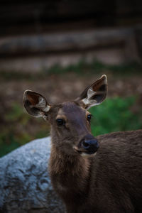 Close-up of deer