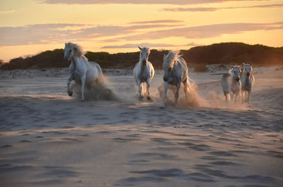 Galloping horses in the sand 