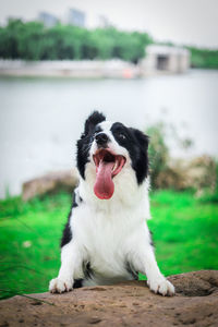 A border collie smiling happily