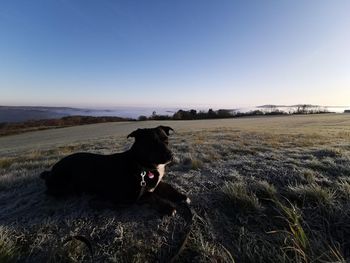 Black dog on a field