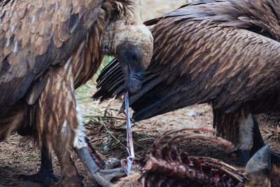 Vultures with dead prey on field