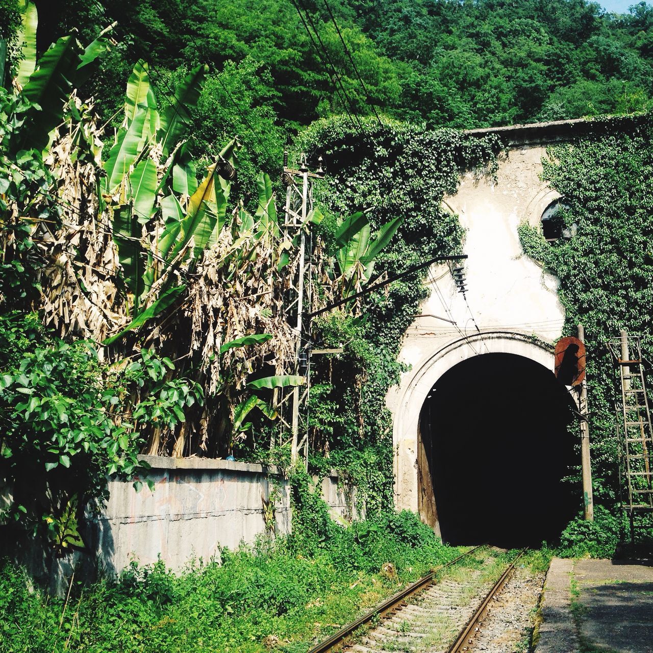 tree, built structure, architecture, arch, plant, growth, green color, building exterior, abandoned, old, outdoors, day, connection, nature, grass, house, ivy, entrance, branch, archway