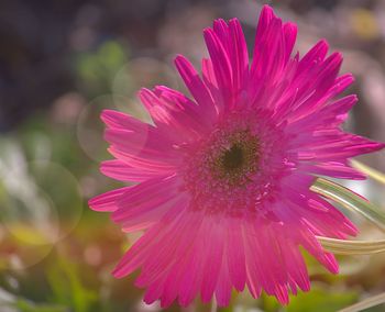 Close-up of pink flower