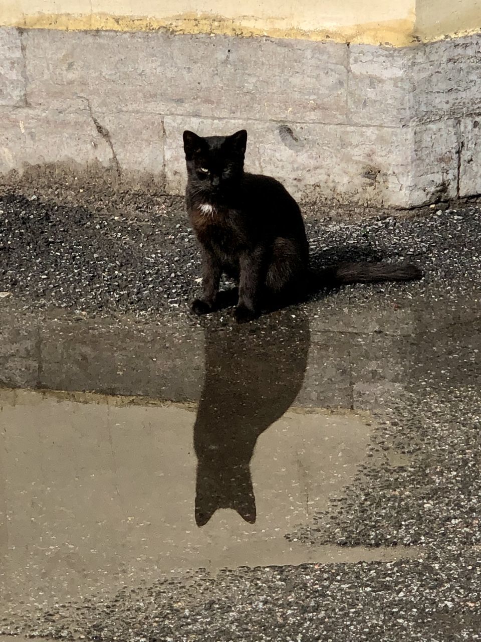 animal themes, animal, mammal, one animal, cat, pet, domestic animals, feline, domestic cat, black, black cat, no people, felidae, small to medium-sized cats, city, day, carnivore, street, portrait, nature, looking at camera, water, outdoors, puddle