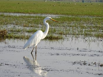 White heron on lake