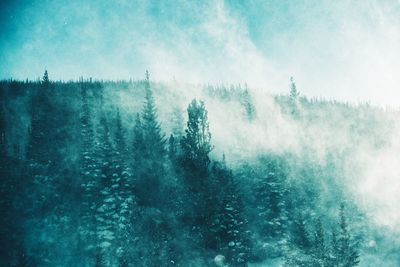 Aerial view of forest against sky during winter