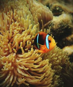 Close-up side view of clownfish in anemone