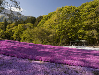 Purple flowering plants and trees on field against sky