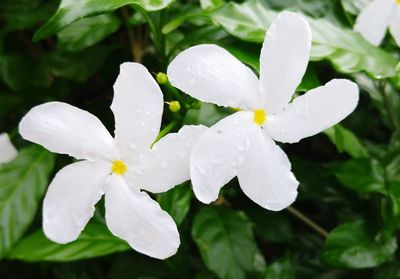 Close-up of water drops on flower