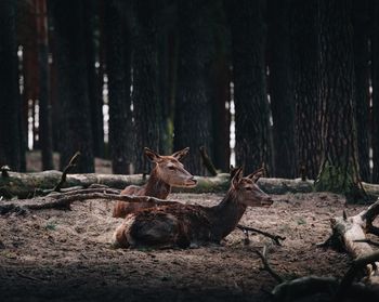 Deer relaxing on field in forest