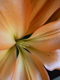 Full frame shot of flowering plant