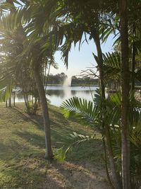 Scenic view of palm trees by lake