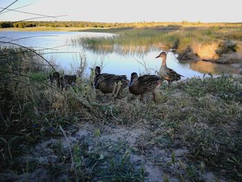 Ducks in a lake