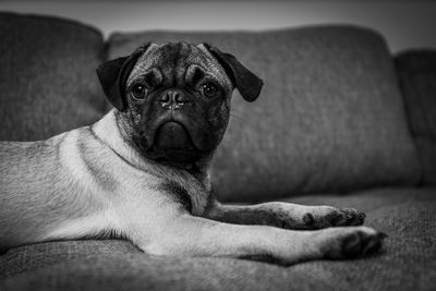 Portrait of dog lying on sofa at home