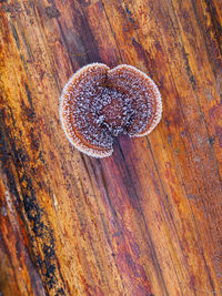 High angle view of ice cream on table