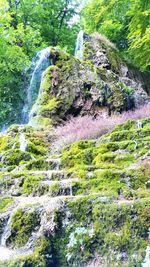 Plants growing on tree