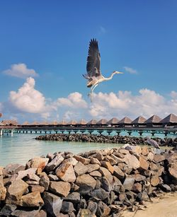 Seagulls flying over sea against sky