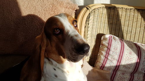 Close-up portrait of dog