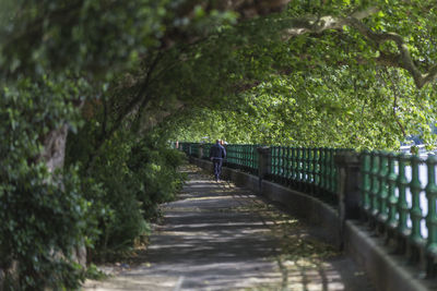 Rear view of man walking on footbridge amidst trees