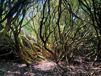 Full frame shot of tree trunks in forest