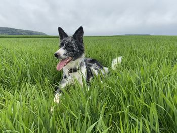 View of a dog on field