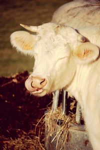 Close-up portrait of cow on field