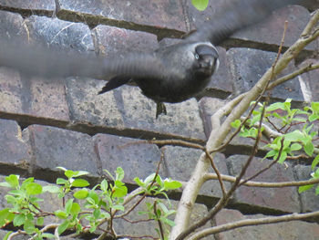 Close-up of bird on plant