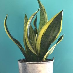 Close-up of plant against blue background