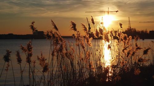 Silhouette plants by lake against sky during sunset