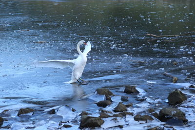 Swan swimming in lake