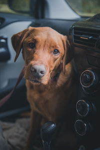 Close-up portrait of dog in a hot car interior
