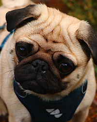 Close-up portrait of a dog