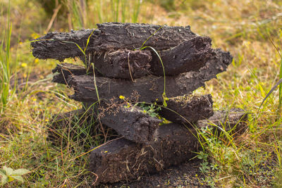 Close-up of rocks on field