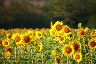 Close-up of sunflowers in field