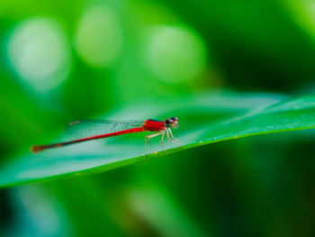 Close-up of insect on leaf