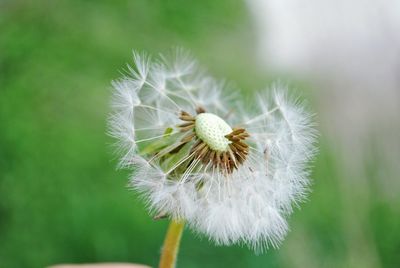 Close-up of dandelion flower