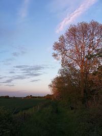 Trees on field against sky during sunset