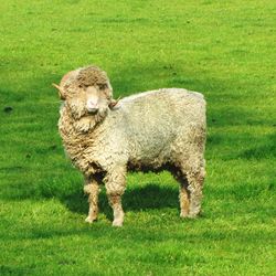 Sheep grazing on grassy field