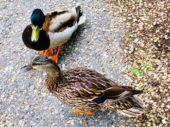 High angle view of mallard duck