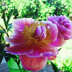 Close-up of pink flower