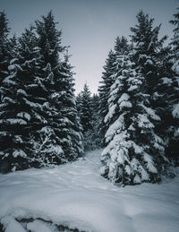 Snow covered pine trees against sky