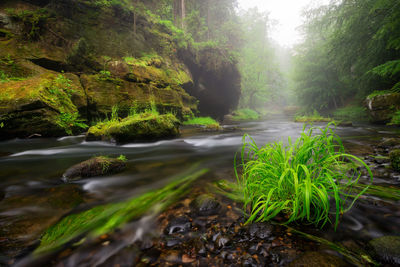 Scenic view of river amidst trees in forest