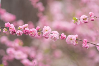 Close-up of pink cherry blossom