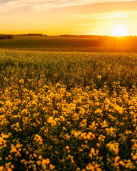 Rapeseed Field